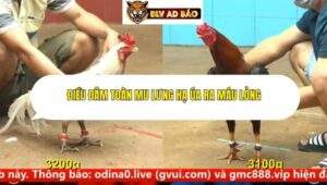 Trận 10 trường gà cpc4 14/9/2025