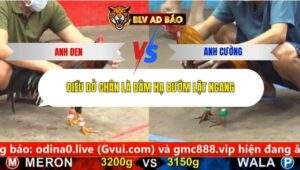 Trận 11 trường gà cpc5 19/9/2025