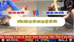 Trận 11 trường gà cpc5 26/9/2025