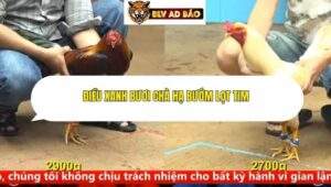 Trận 13 trường gà cpc4 14/9/2025