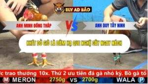 Trận 22 trường gà cpc5 19/9/2025