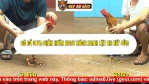 Trận 24 trường gà cpc4 14/9/2025