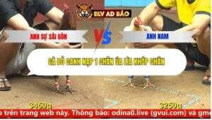 Trận 24 trường gà cpc4 19/9/2025