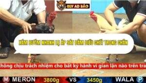 Trận 29 trường gà cpc4 13/9/2025