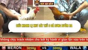 Trận 32 trường gà cpc4 13/9/2025