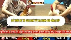 Trận 34 trường gà cpc4 13/9/2025
