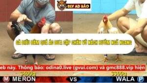 Trận 38 trường gà cpc4 13/9/2025