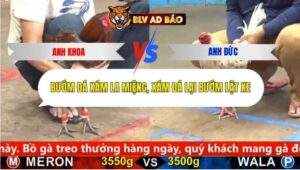 Trận 4 trường gà cpc5 19/9/2025