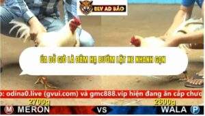 Trận 4 trường gà cpc4 14/9/2025