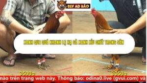 Trận 5 trường gà cpc4 14/9/2025