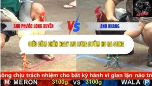 Trận 5 trường gà cpc5 26/9/2025