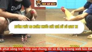 Trận 6 trường gà cpc4 14/9/2025