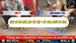 Trận 10 trường gà CPC5 30/9/2025