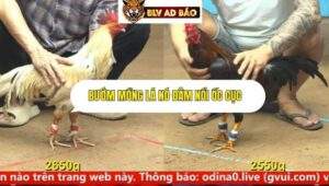 Trận 11 trường gà cpc4 ngày 16/9/2025