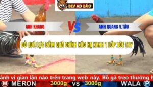 Trận 11 trường gà cpc5 16/9/2025