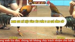 Trận 12 trường gà cpc4 ngày 15/9/2025