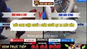 Trận 12 trường gà Tonhon 12/9/2025