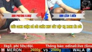 Trận 15 trường gà cpc5 23/9/2025