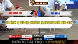 Trận 15 trường gà Tonhon 12/9/2025