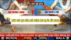 Trận 16 trường gà cpc5 21/9/2025