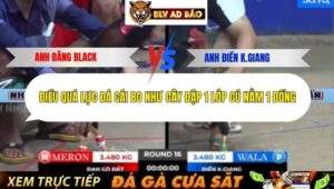 Trận 17 trường gà Tonhon 12/9/2025