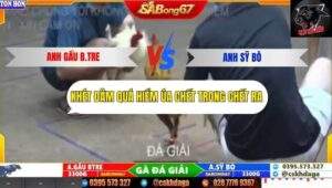 Trận 17 trường gà Tonhon 27/9/2025