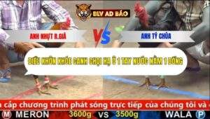 Trận 18 trường gà cpc5 20/9/2025