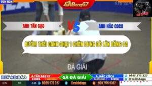 Trận 18 trường gà Tonhon 27/9/2025