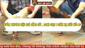 Trận 2 trường gà cpc4 ngày 16/9/2025