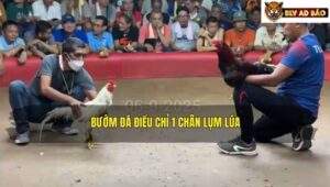Trận 2 trường gà TH7C ngày 6/9/2025