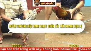Trận 20 trường gà cpc4 ngày 16/9/2025
