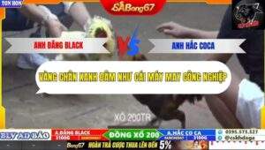 Trận 21 trường gà Tonhon 27/9/2025