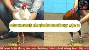 Trận 23 trường gà cpc4 23/9/2025