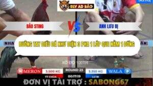 Trận 23 trường gà Tonhon 12/9/2025