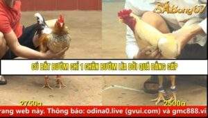 Trận 24 trường gà CPC4 ngày 11/9/2025