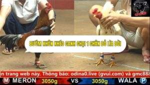Trận 25 trường gà cpc4 ngày 22/9/2025