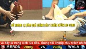 Trận 26 trường gà cpc4 ngày 22/9/2025
