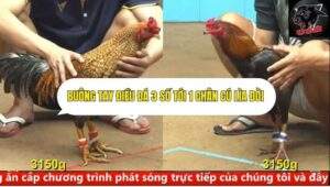 Trận 26 trường gà cpc4 ngày 23/9/2025