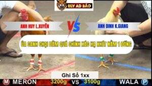 Trận 26 trường gà cpc5 18/9/2025