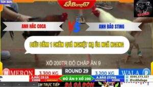 Trận 29 trường gà Tonhon 27/9/2025