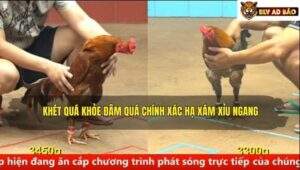 Trận 3 trường gà CPC4 7/9/2025