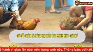 Trận 3 trường gà CPC4 ngày 11/9/2025