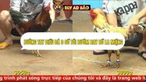 Trận 33 trường gà cpc4 ngày 20/9/2025
