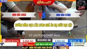 Trận 38 trường gà Tonhon 27/9/2025