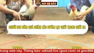 Trận 4 trường gà cpc4 ngày 17/9/2025