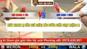 Trận 4 trường gà cpc5 17/9/2025