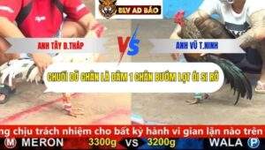 Trận 4 trường gà cpc5 18/9/2025
