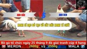 Trận 4 trường gà cpc5 22/9/2025