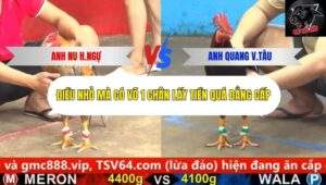 Trận 4 trường gà cpc5 25/9/2025