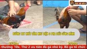 Trận 4 trường gà CPC5 ngày 10/9/2025
